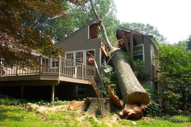 cleveland ohio fallen tree